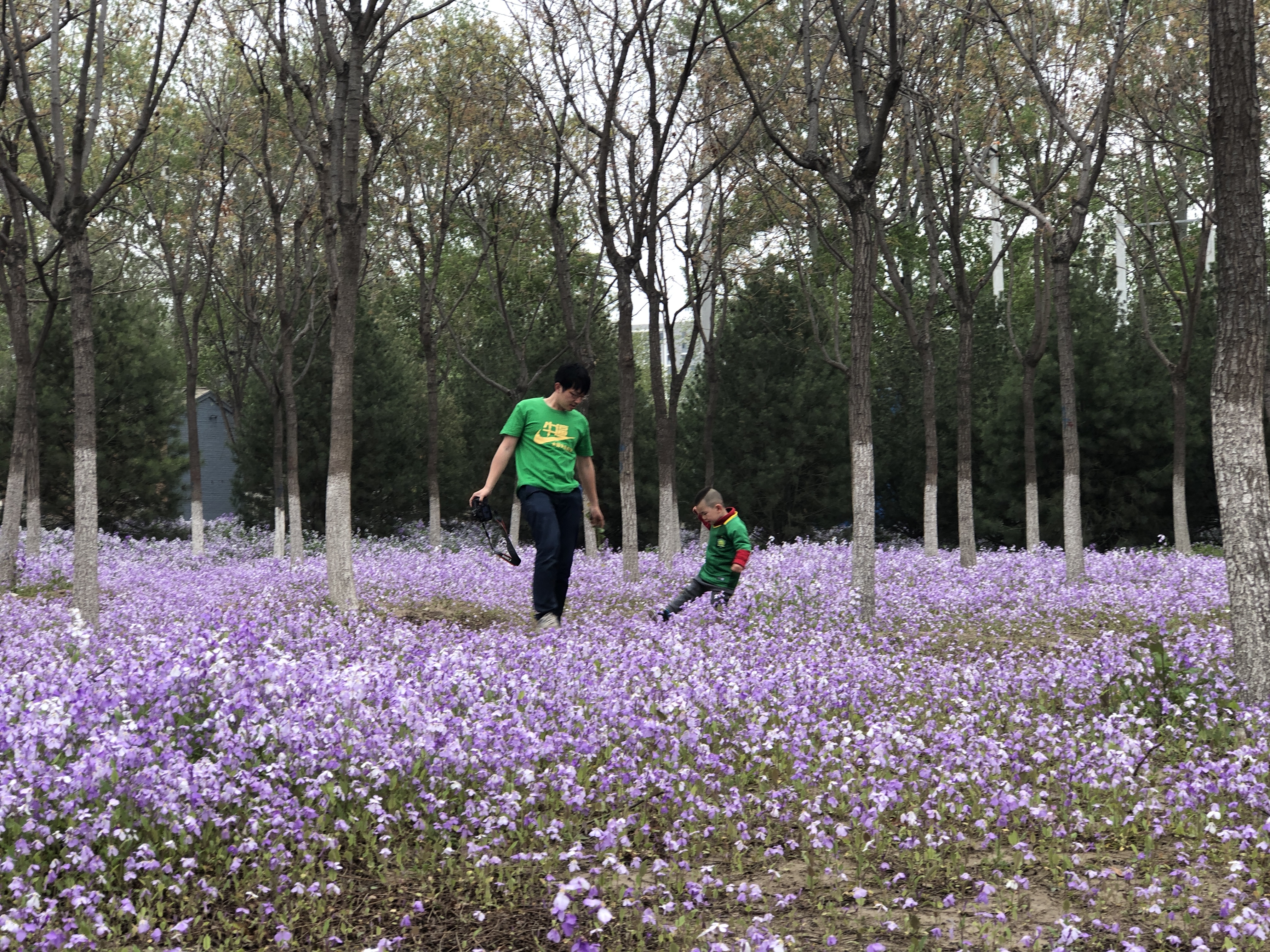北京私藏小众千亩花海，紫色二月兰争相绽放，游人不超10个