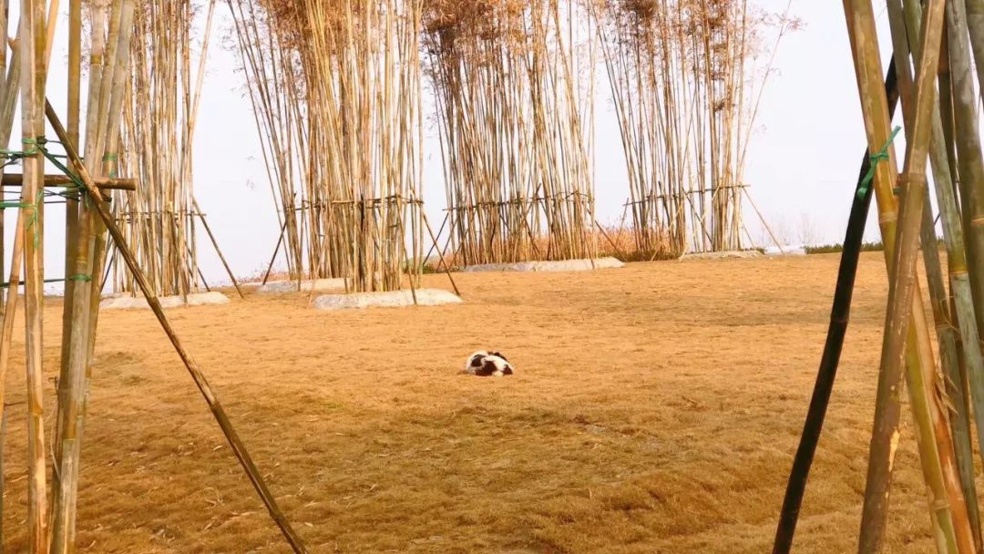 成都最新公园消息,成都陆续开放的公园