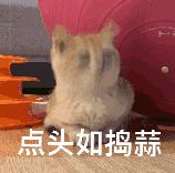 福懋动物医院：猫咪皮肤病不难治，看了这篇你就懂了