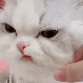 可爱表情包猫猫超开心,猫猫表情包可爱粉粉嫩嫩生气