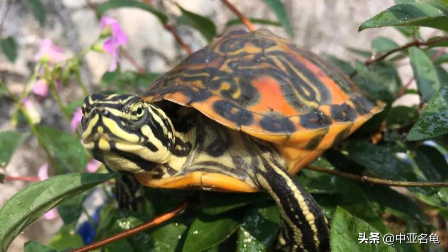 新手养水龟最好养什么龟,新手养半水龟哪个品种好