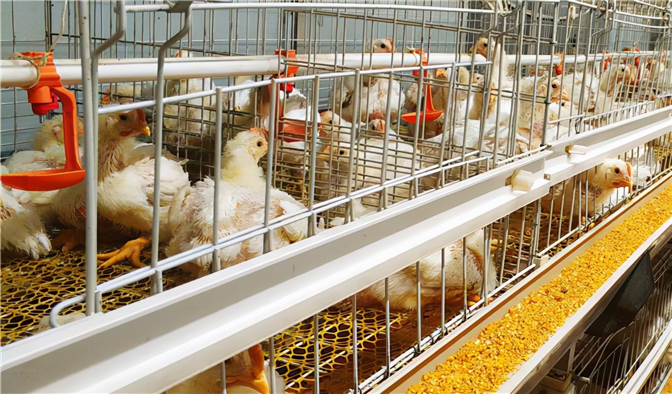 如何防治肉鸡腺胃炎的方法,817肉鸡腺肌胃炎怎么治疗好得快