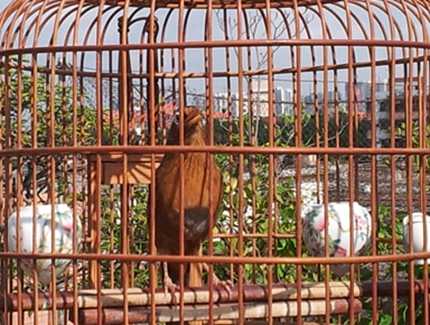 画眉鸟中的斗鸟具有什么样的特征,画眉鸟的脚型及图片