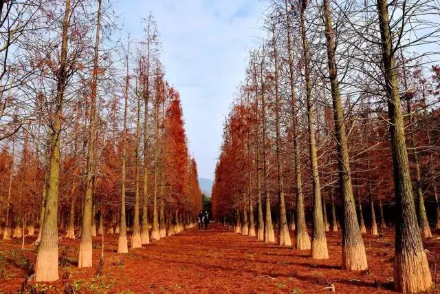 鹰潭好还是贵溪好,贵溪是一个怎样的地方