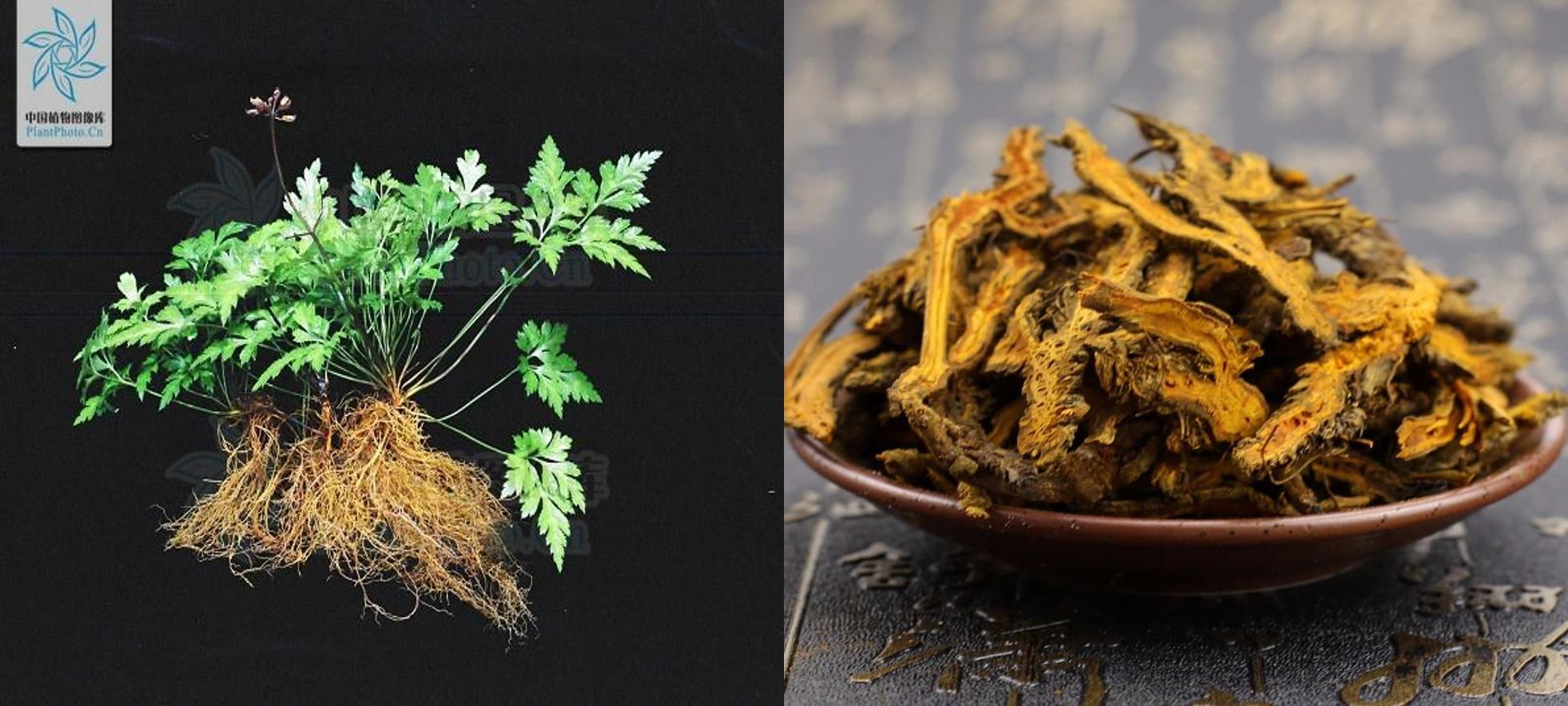 黄连素是清热解毒的吗,以黄连为原料的清热去火的药