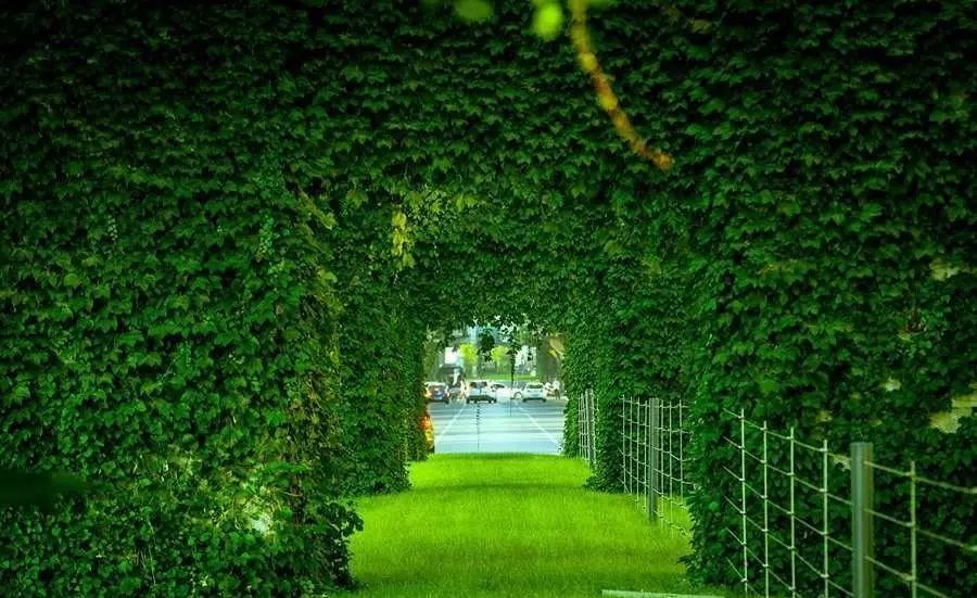 成都二环绿化,成都二环绿植视频