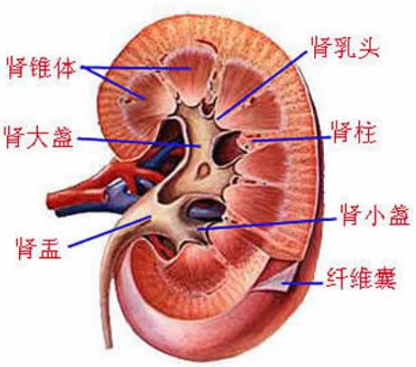 肾盂肾炎病因和发病机制,什么是肾盂肾炎有何症状
