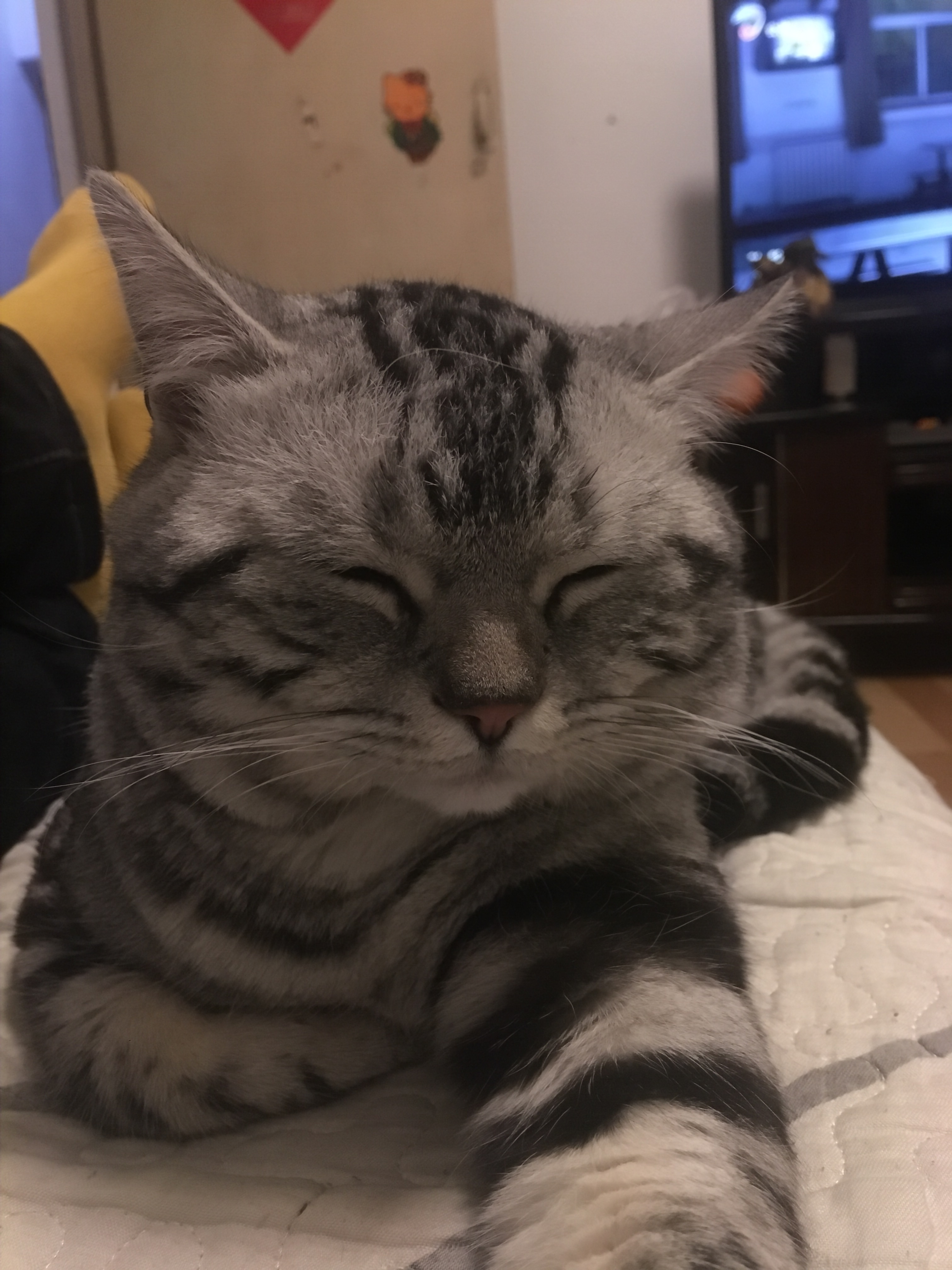 养猫的家庭怎么注意饮食,养猫技巧猫咪生活小常识猫咪饮食