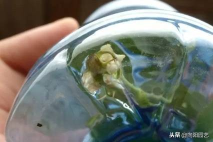 空酒瓶创意改造盆栽,室内盆栽植物专用瓶