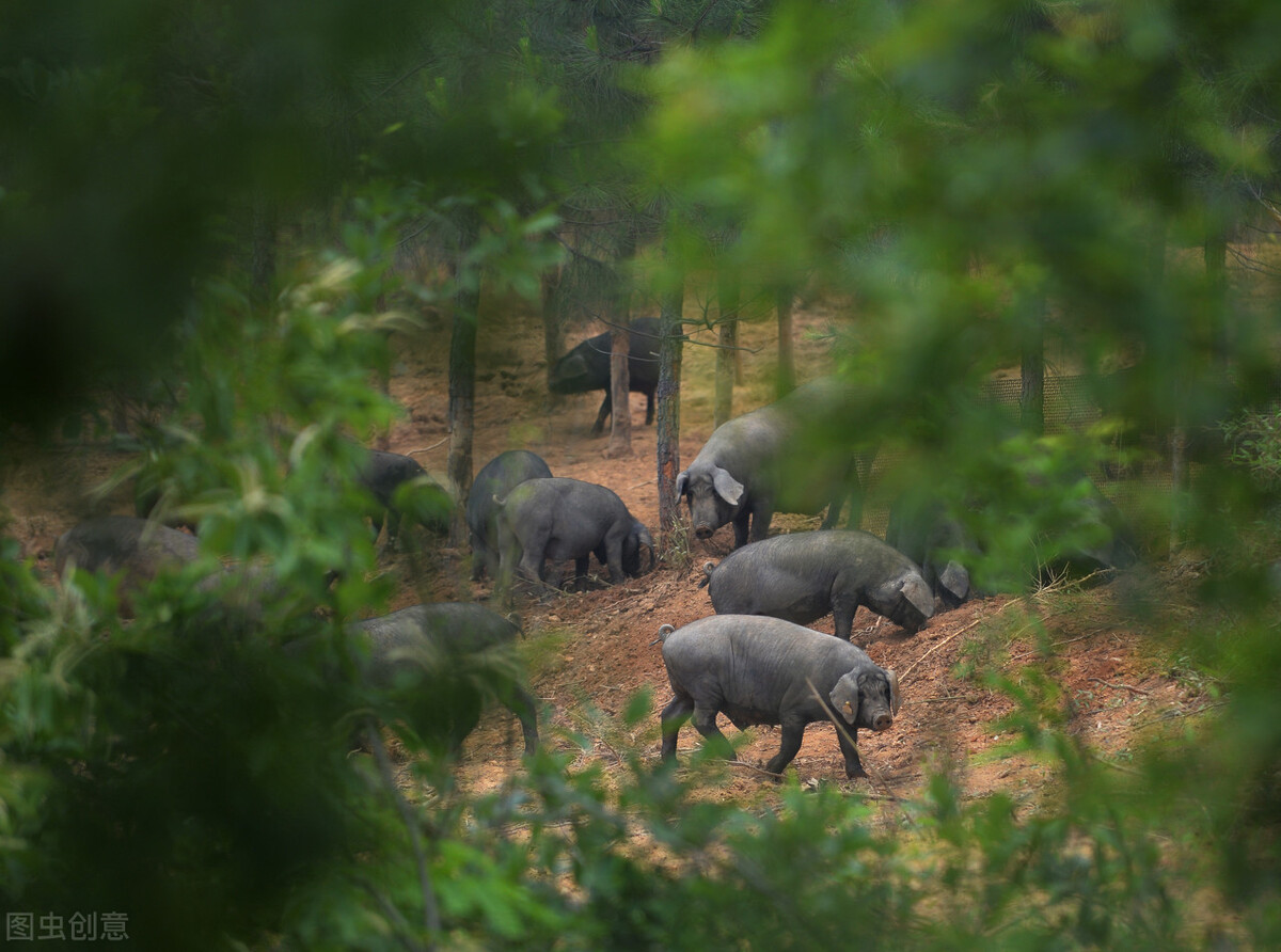 黑猪肉如何识别,黑猪肉为什么那么好