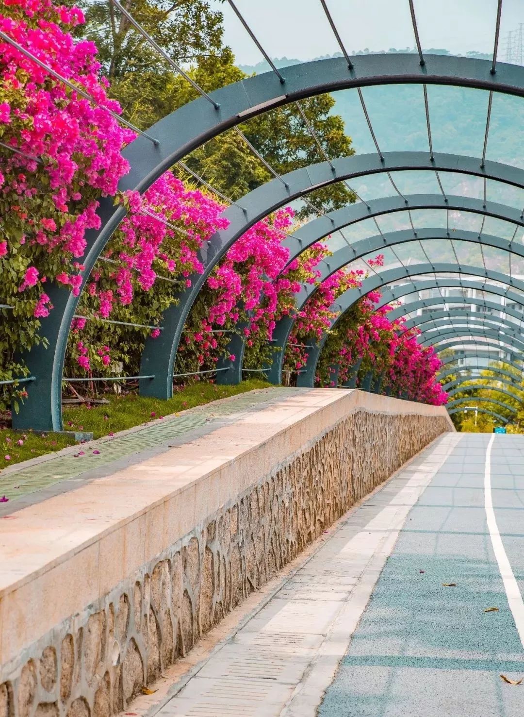 人少还免门票！深圳这片5000000㎡新公园美翻了，“神仙花谷”