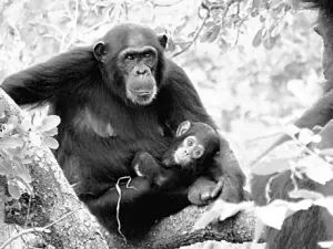 世界特大灾难鼠疫全记录,世界大瘟疫第一集