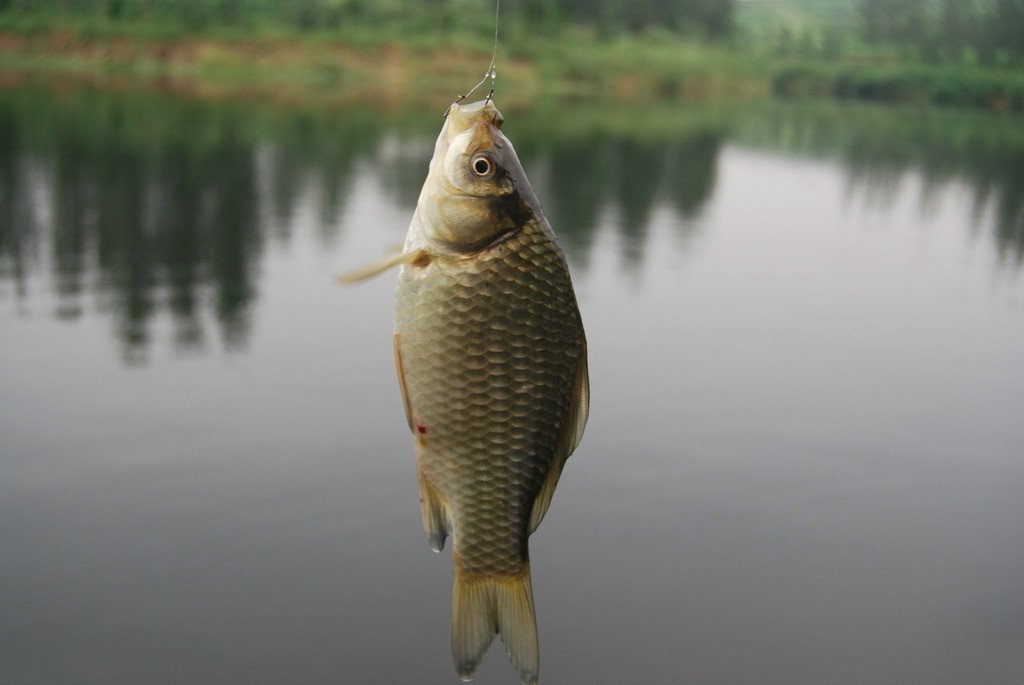 小杂鱼闹窝钓鲫鱼用什么饵,冬钓鲫鱼闹小鱼怎么办