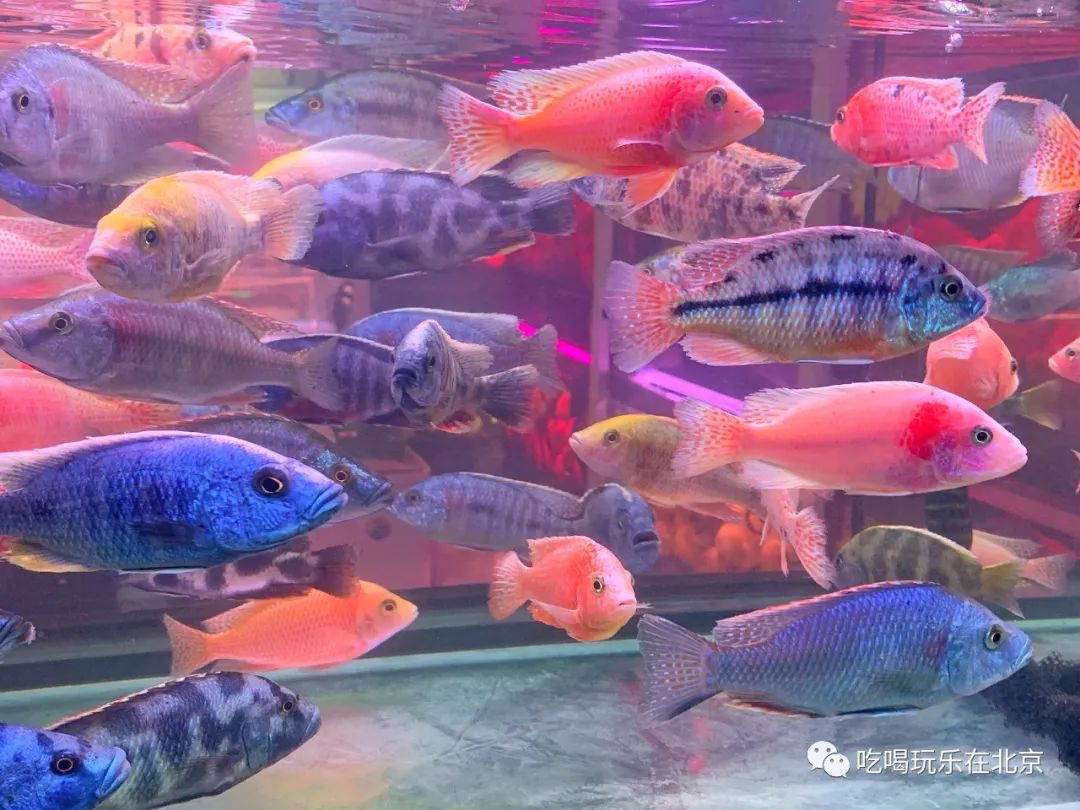 北京崇文区西花市大街,北京通州花市在哪里