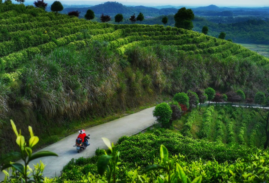 江西靖安最好的茶园,靖安高山白茶茶园