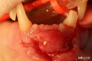 猫咪的牙齿断了一截怎么办,猫咪的牙齿断了半截是怎么回事