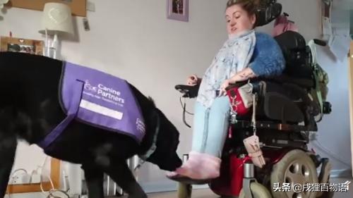 惊！狗狗真的可以“治病”，这类辅助犬做到了