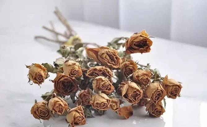 适合做干花的7种花,太阳花切花怎么做干花