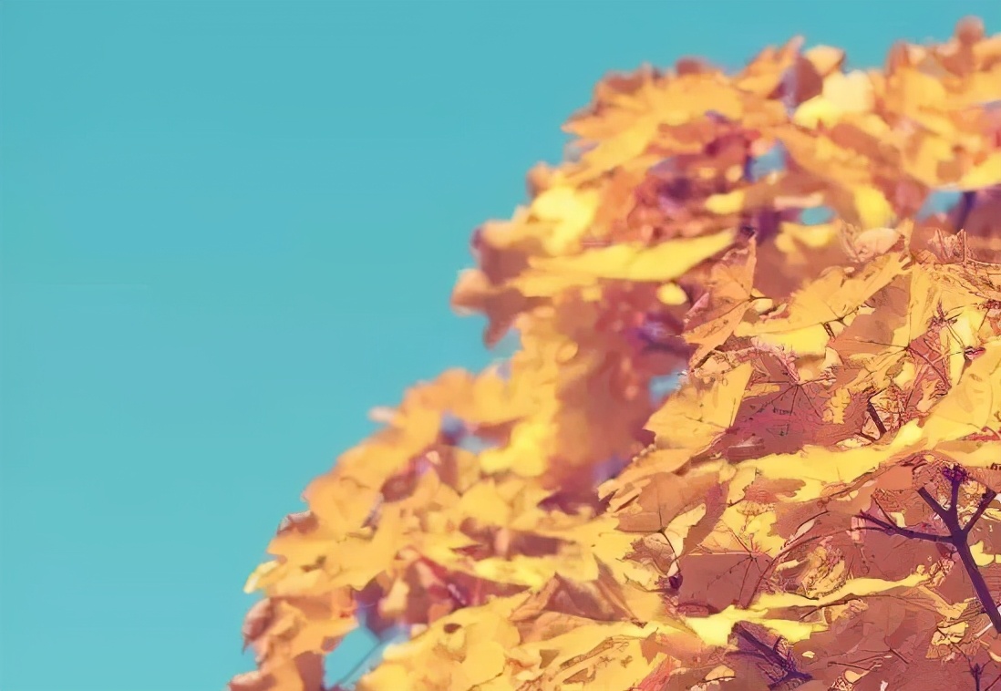 如何预防老年人失智,预防老年人失智的饮食