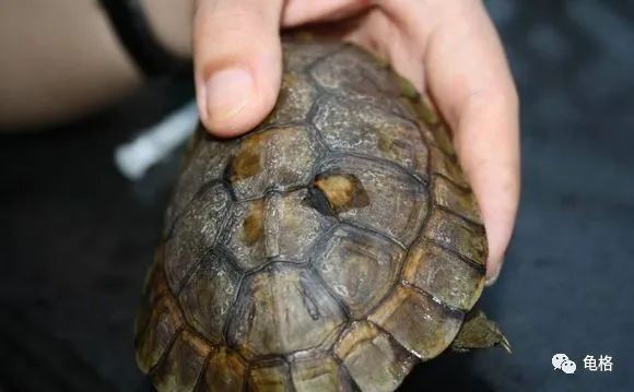 聚维酮碘溶液给乌龟治腐甲怎么用,聚维酮碘乌龟腐皮腐甲使用方法