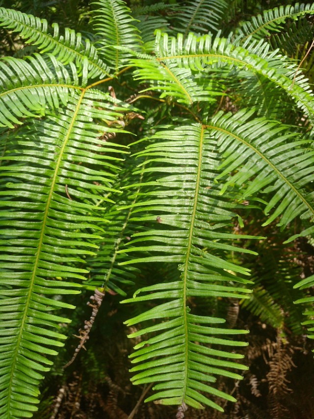 农业合作化的主要原则,农业合作化的实质