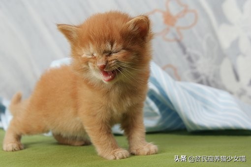 如何知道猫咪是否营养不良,怎么识别猫咪身体状况