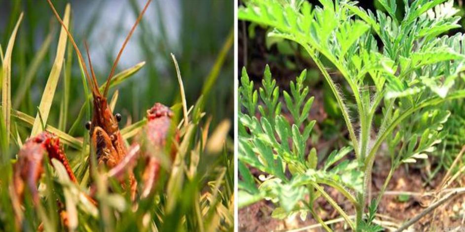 50只巨人恐蚁有多可怕,广州查获50只巨型蚂蚁