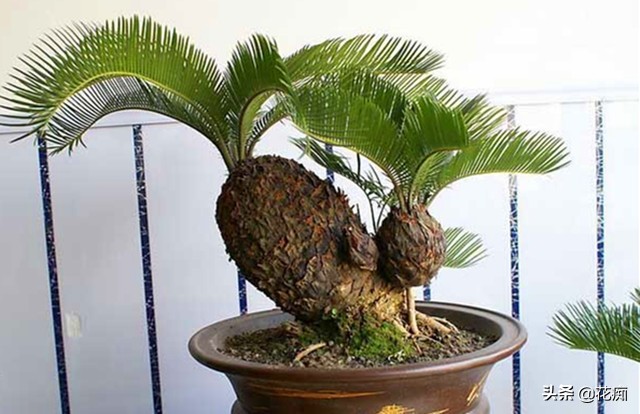 铁树买回家怎样栽盆,铁树盆栽技巧和管理技巧