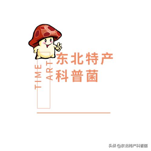 松子采摘的全过程,普通松树松子的采摘过程