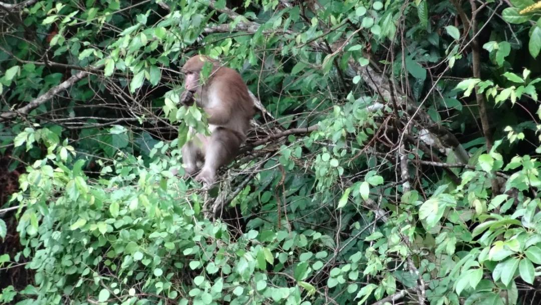 它被称为“黄连山精灵”，家族庞大、洗澡必有雨……让我们一起走进它的世界