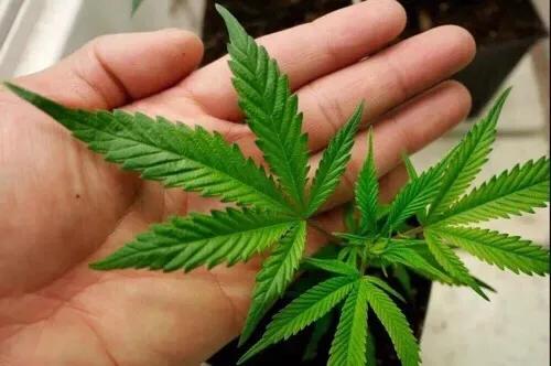 汉麻系列丨人类发现的最完美材料已经8000岁了