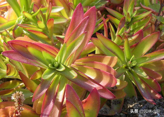 招财的多肉植物有哪些,最好看招财的多肉植物