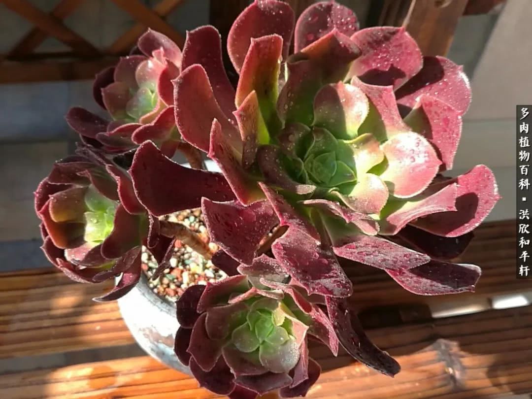 多肉的四季轮回,四季轮回多肉