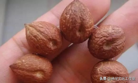 文玩菩提怎么盘好玩图解,文玩菩提入门盘什么