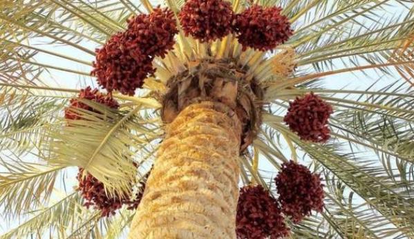 在迪拜人人爱吃的椰枣,正宗的迪拜椰枣