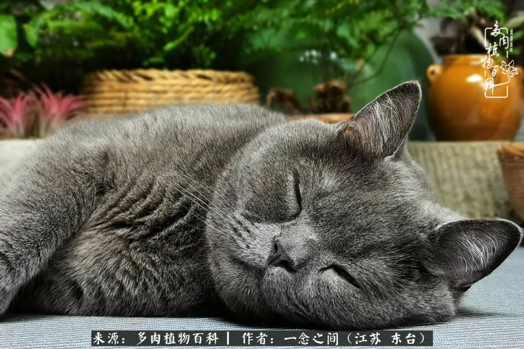 遇见花开蓝莓糖,遇见花开蔬菜沙拉酱