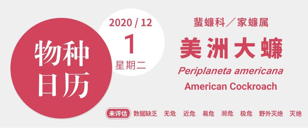 是南方蟑螂大还是北方蟑螂大,比南方蟑螂还有可怕的蟑螂