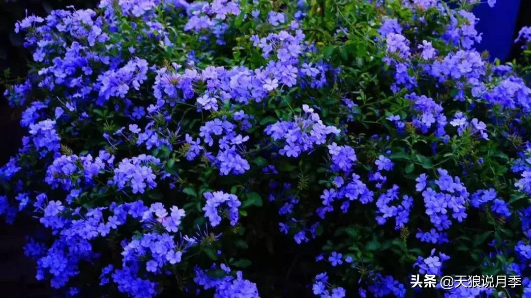 露台打造花海,她用10年改造庭院