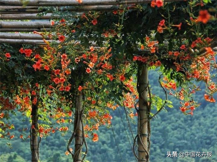 花园必备植物大全,花园常用植物科普