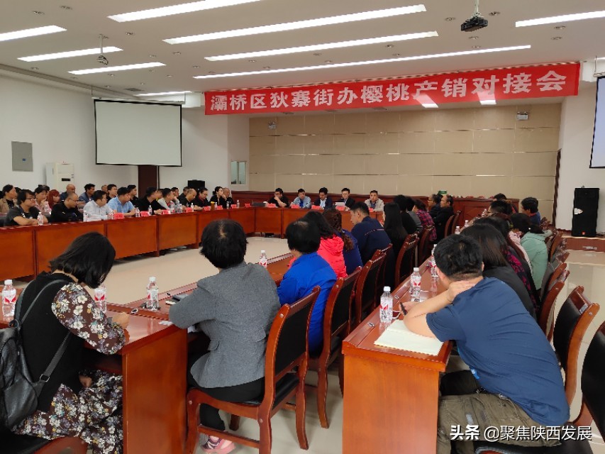 大棚樱桃成熟助农增收,樱桃采摘合作社助农增收