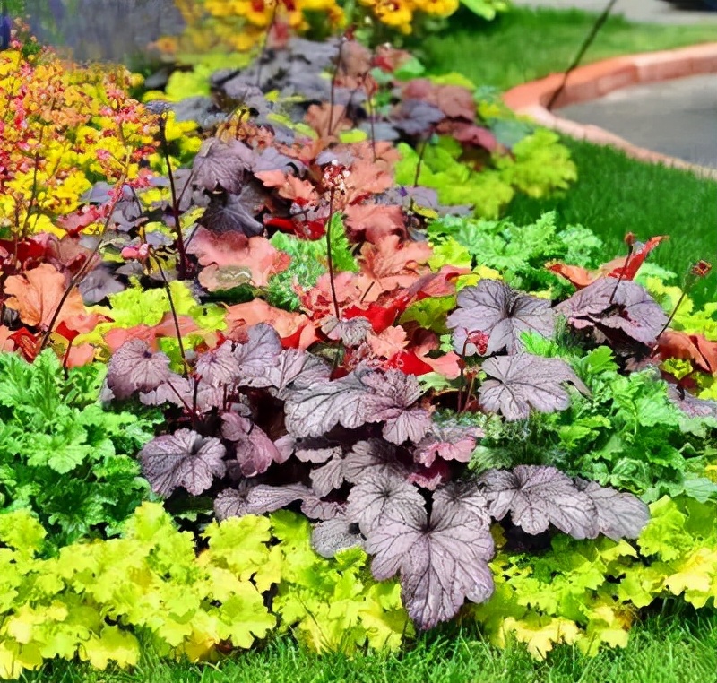 这“38种花”，当你开始收集品种时，你已入坑颇深