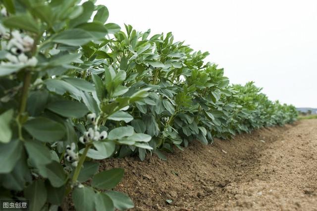 黄秋葵育苗移栽,大棚秋葵新品种