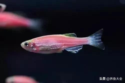 观赏鱼常见鱼病,热带鱼观赏鱼常见疾病