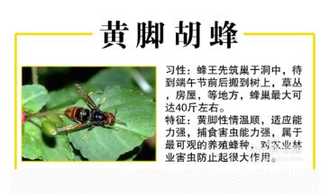 罗源县胡蜂,福州罗源胡蜂养殖基地