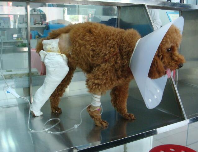 为什么泰迪怀孕碰见狗就呜呜叫,泰迪发抖后非要抱不抱就呜呜叫