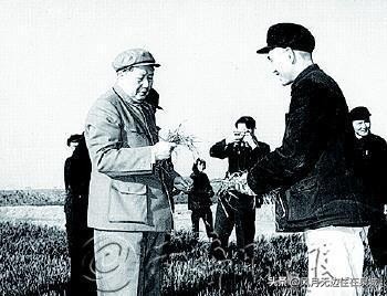 济南的法国梧桐,济南梧桐树美景