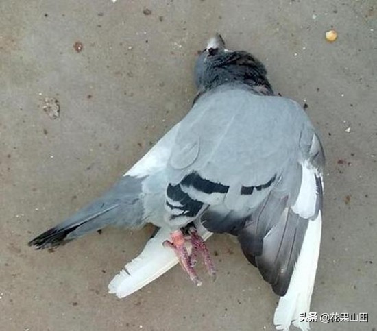 鸽子翅膀下垂闭眼没精神,鸽子头向前伸脖子翅膀下垂