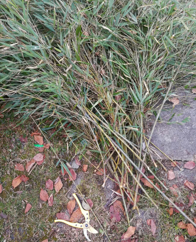 用竹子怎么做钓100斤的草鱼鱼竿,如何用竹子制作路亚鱼竿教程视频