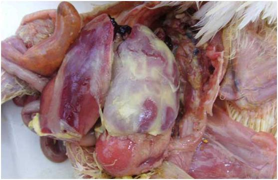 鸭走路左右摇摆怎么回事,鸭拉白痢最快急救方法