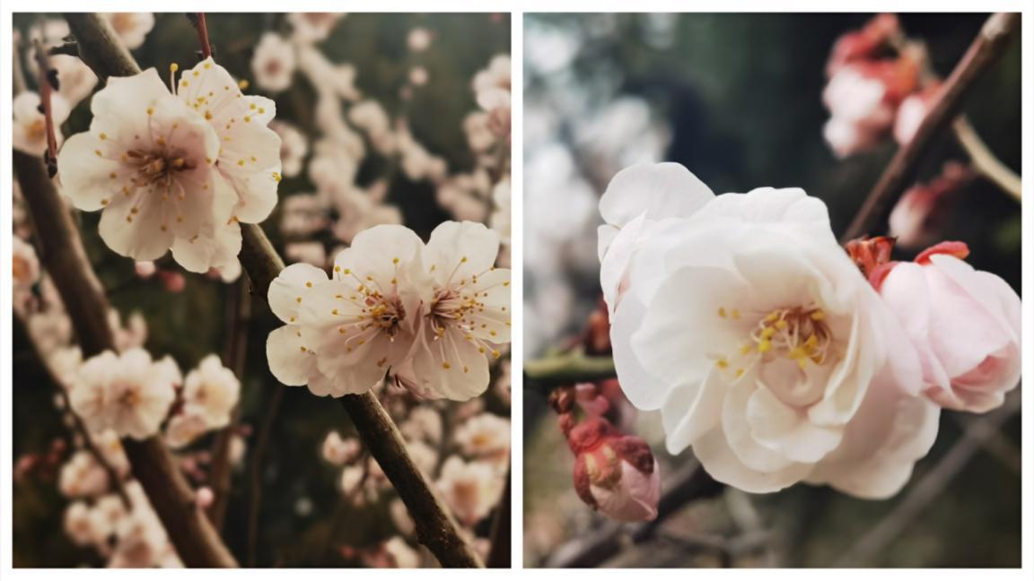 北京的园子有哪些,记忆中的老北京公园